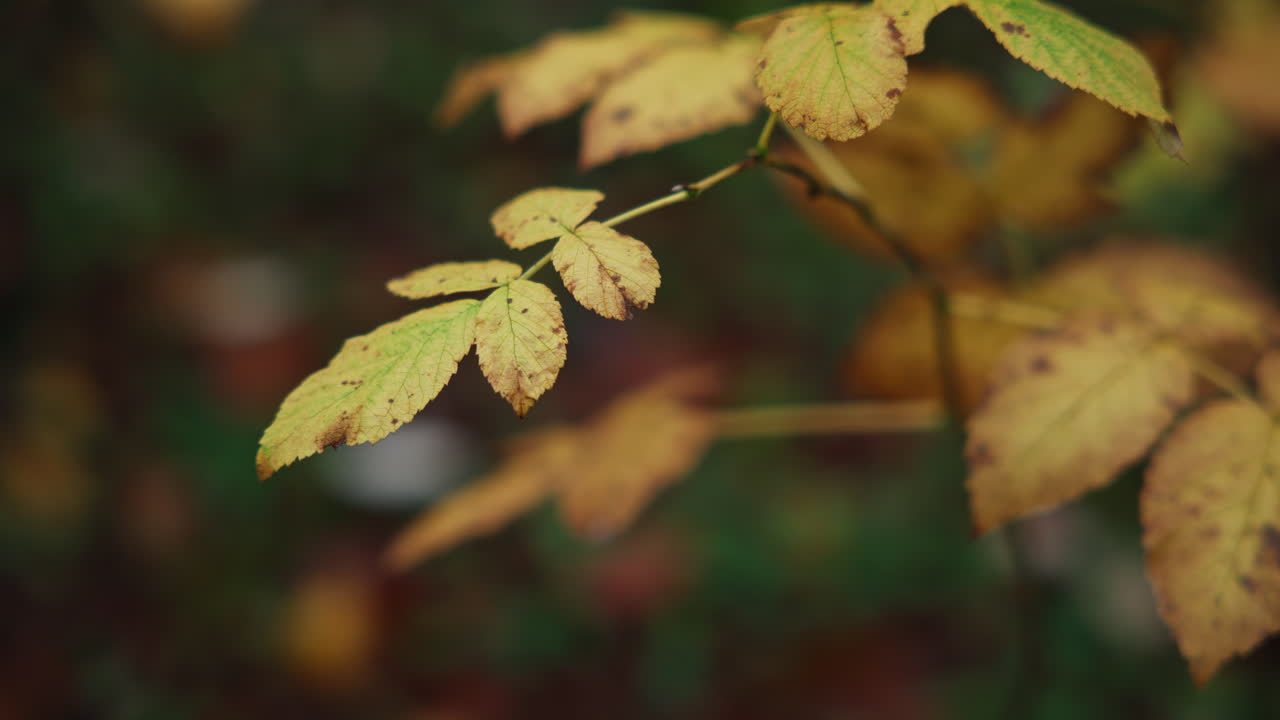 Yellow leaves on a small branch in the forest on an autumn day