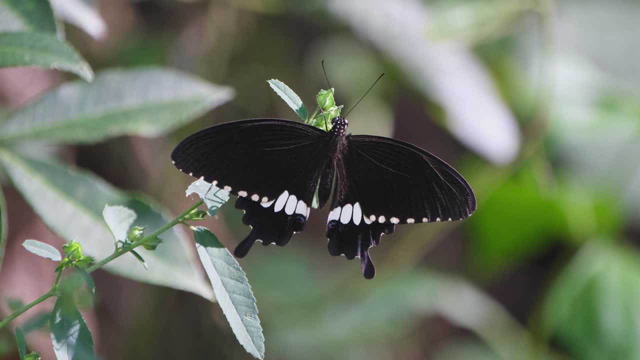 extendiendo sus alas mientras descansa en la parte superior de una planta en un bosque denso y oscuro, el papilio mormon común polytes, tailandia
