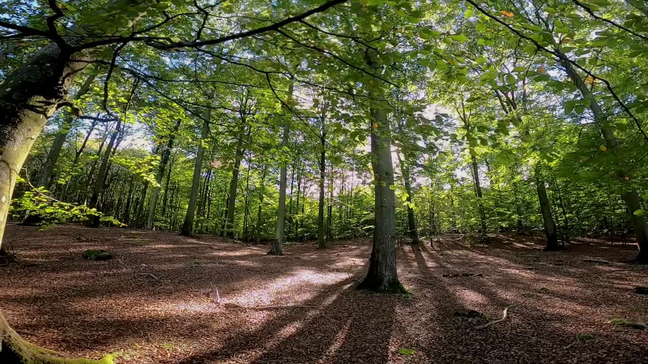 un hermoso bosque de haya en el otoño