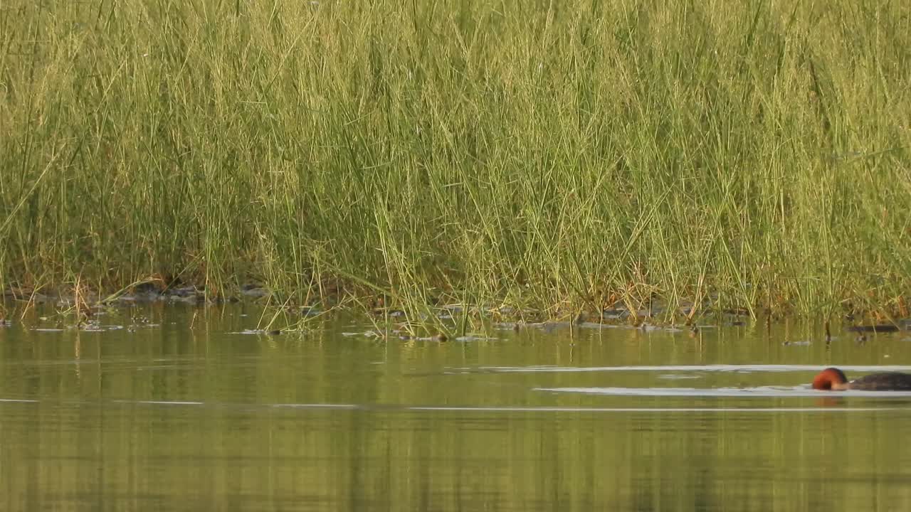 리틀 그래브 수영 - 휴식