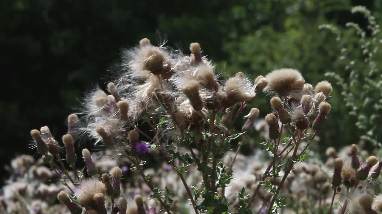 Thistles in seed. Summer. England. UK