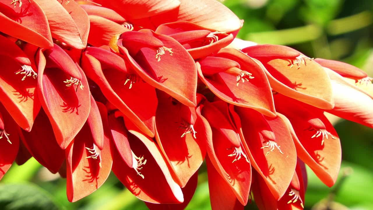 Close up shot of Cockspur coral tree (Erythrina crista-galli) with vibrant red flowers during the blooming season