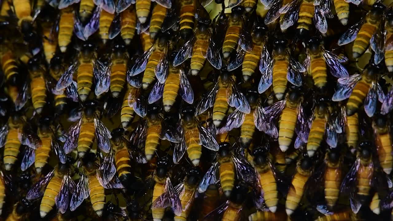 se sabe que las abejas melíferas construyen grandes colonias de nidos con bolsillos simétricos hechos de cera para almacenar miel como fuente de alimento