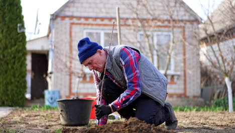 mature caucasian gardener works in his garden near the house. man plants a young apple tree thumbing ground with his hands.