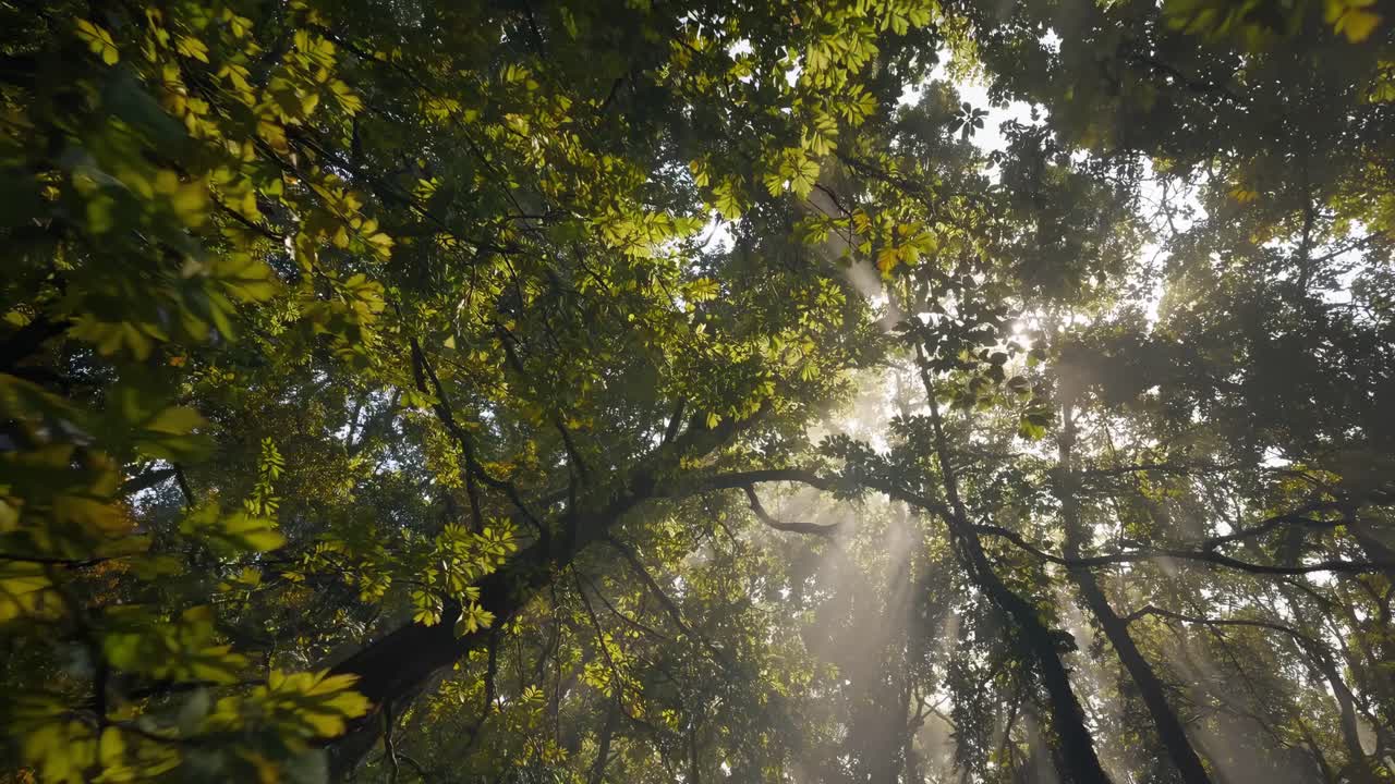 Sunlight filters through lush green foliage in a serene forest, captured from a low-angle