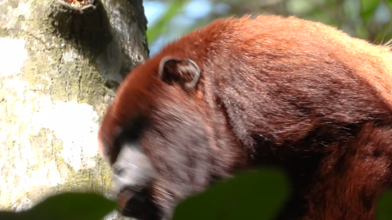 Large red howler monkey resting silently on a tree in tropical forest shade