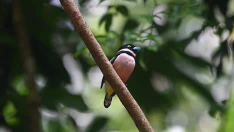 black-and-yellow broadbill, eurylaimus ochromalus, kaeng krachan national park