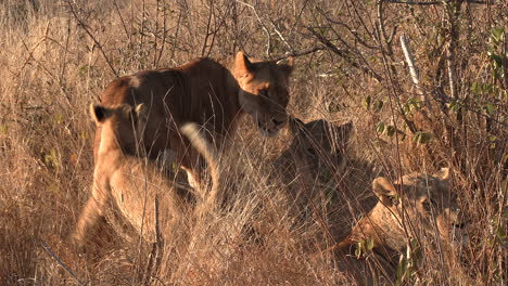 A-playful-lion-cub-annoys-the-older-lions-as-he-climbs-on-them-until-they-growl-and-put-him-in-his-place