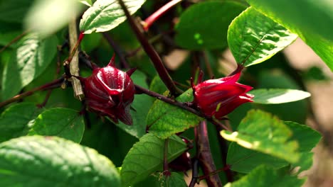 Schöne-Schwenk-Tiefenschärfeaufnahme-Einer-Vom-Wind-Wehenden-Roselle-Sauerampfer-Hibiskuspflanze-Im-Botanischen-Garten