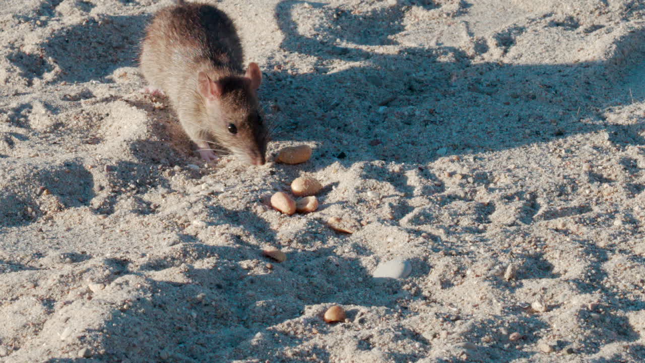 Close up of a brown rat eating scattered peanuts on sand in warm sunlight