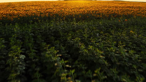 transition from not grown sunflower to full grown field