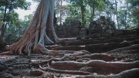 las raíces de árboles gigantes envuelven las ruinas de antiguos templos en el corazón de angkor wat.