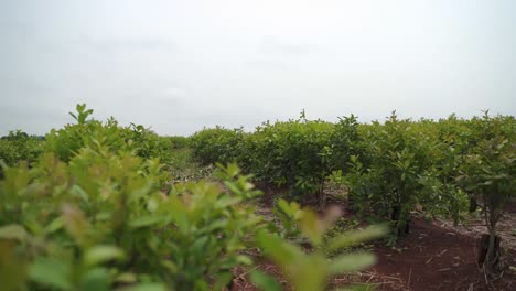 slow motion view of the agroforestry fruit tree farming yerba mate