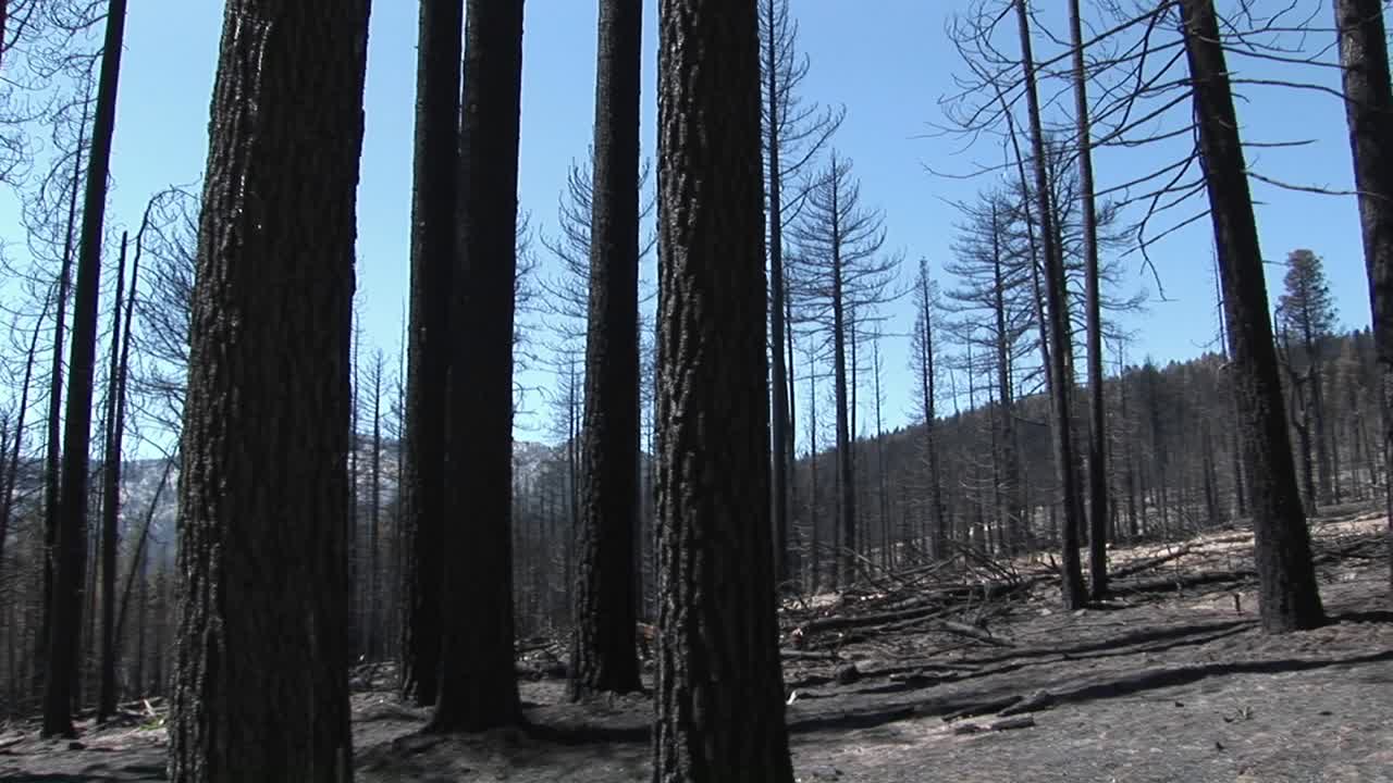 A forestfire with felled trees