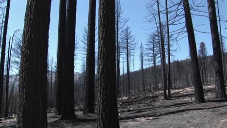 Un-Incendio-Forestal-Con-árboles-Talados