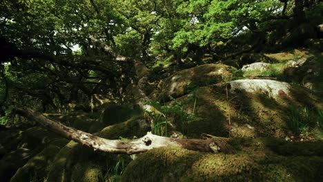 Primer-Plano-De-Pan-Rocas-Esparcidas-Por-El-Suelo-Del-Bosque-De-Wistman,-Dartmoor,-Devon,-Inglaterra