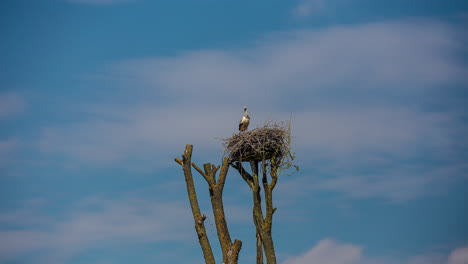 Lonely-stork-in-his-nest-against-blue-sky,-time-lapse