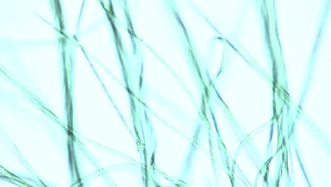 microscopic view of algae ribbons or filaments 2