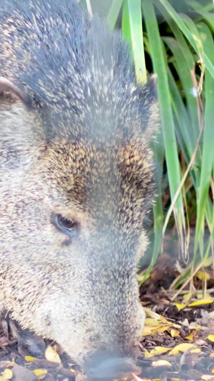 Un giovane cinghiale annusa il terreno ed esplora il suo habitat attraverso una recinzione metallica.