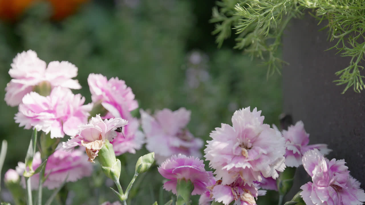 Close up video of a Honey Bumble bee collecting pollen from pink and purple Carnation flowers, on a sunny summers day