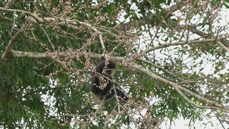 The-swings-up-and-down-with-the-weight-of-this-indovidual-as-it-feeds-on-fruits,-White-handed-Gibbon-Hylobates-lar-,-Thailand