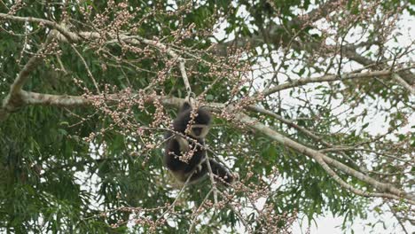 se balancea arriba y abajo con el peso de este individuo mientras se alimenta de frutas, el gibón de manos blancas hylobates lar , tailandia