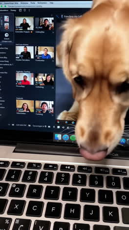 zoom meeting with cat
