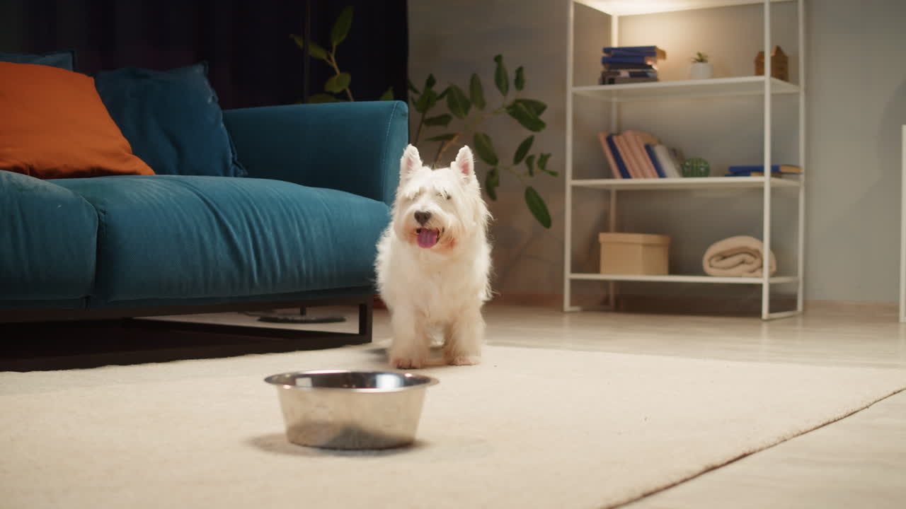 A playful Westie dog in a living room, interacting with a shelf and approaching its food bowl