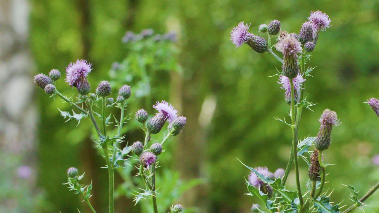 Purple thistle flowers gently move in the breeze, natural daylight, shallow depth of field