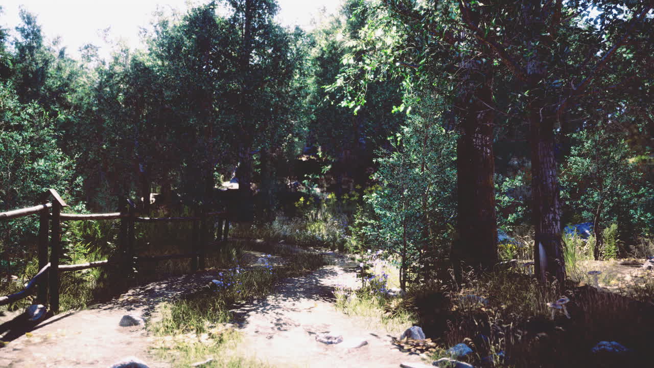 camino del bosque iluminado por el sol