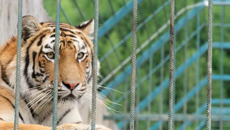 beautiful big wild african animal. beautiful lone tiger lying in a cage, looking through the camera to play. contact zoo