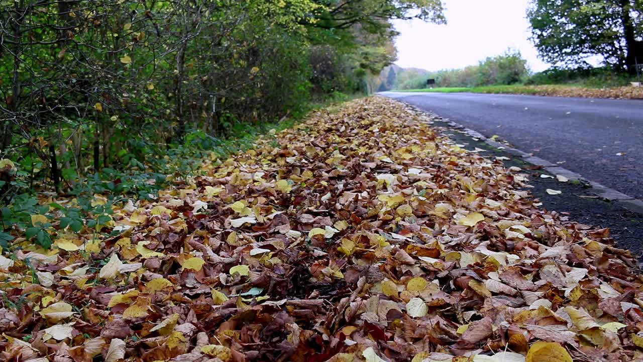 Fall leaves during the autumn season covering a footpath alongside a roadway