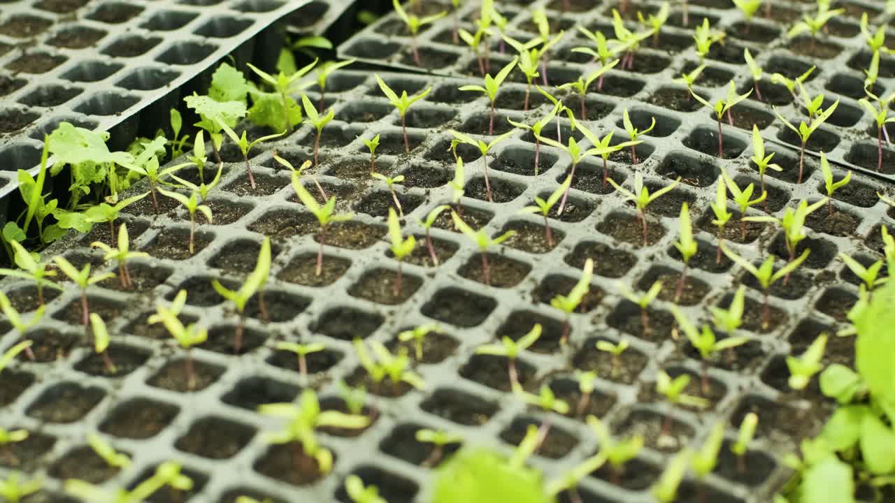 Small sprouts peppers in pots. Seedlings. Nursery of peppers. Greenhouse with baby peppers plants. Pots full of soil.