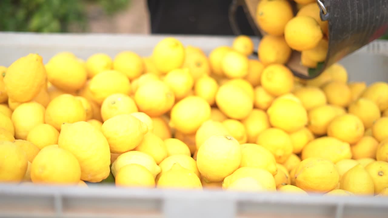 Picking lemons from citrus trees and farm workers throwing them from carry cot into boxes, selecting the best ones by hands