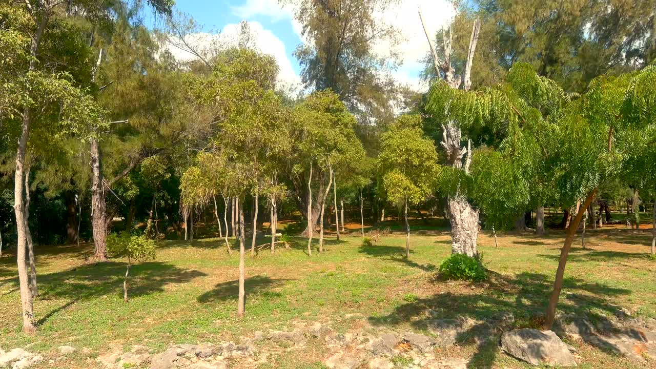 mirador sur park volando entre los árboles, día soleado
