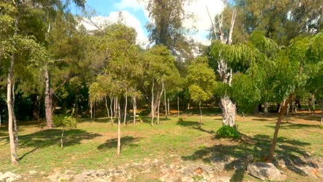 Mirador-Sur-Park-flying-through-the-trees,-sunny-day