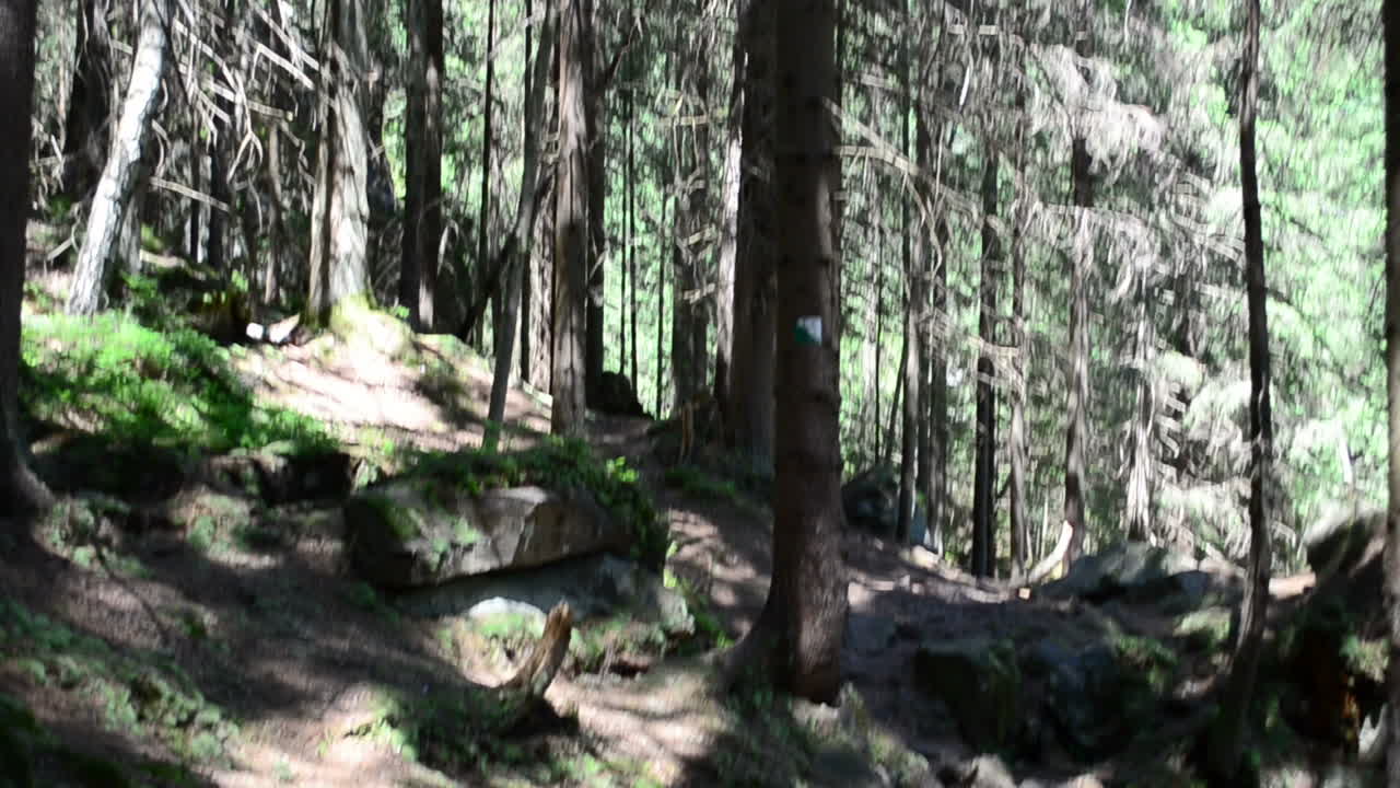 Riprese in estate. Riprese nel bosco