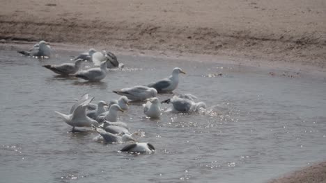 slow motion beach scenery, birdlife natural behaviours, seagull flock