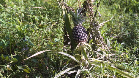 pineapple fruit ripening on pineapple plant in tropical rainforest