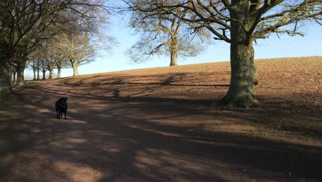 Black-Labrador-stood-still-then-running-through-a-wood