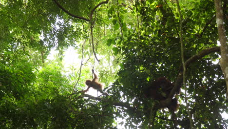 orangutan mother sitting while her baby plays in the tree branches in slow motion