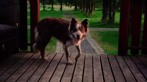 some amazing close-ups of beautiful dog in sunset light