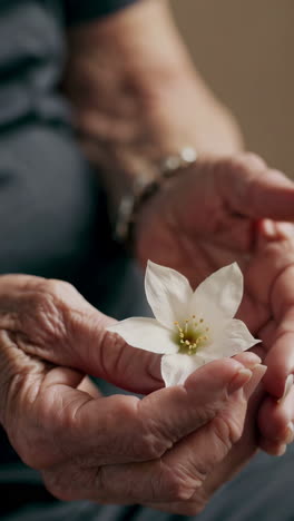 elderly hands gently cradle a delicate white flower
