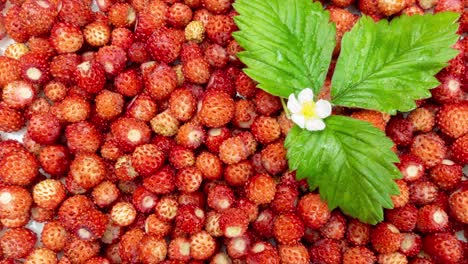 a lot of red juicy wild strawberry with a green leaf and a flower of wild strawberry rotate. close up. loop. healthy food. 4k