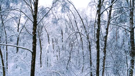 Snowy-branches-in-forest.-Winter-fairy-background