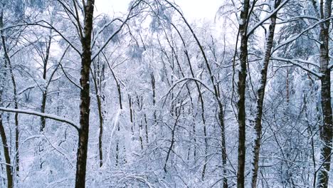 ramas nevadas en el bosque. fondo de hadas de invierno