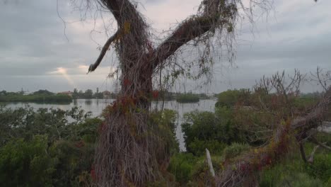 Aerial-Crane-Shot-of-Scary-Tree-Under-Mysterious-Skies-With-A-Distant-Sunbeam