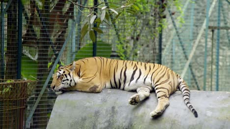 tiger lays on top of imitation rock in zoo enclosure, relaxing