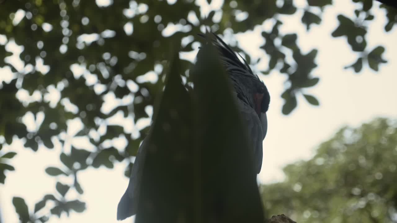 hermoso color papagaio guacamayo adulto