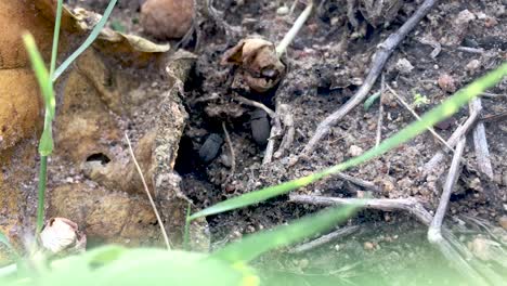 Wireworm-adults-or-larvae-or-click-beetle-are-relatively-common-soil-pests